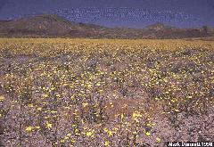 Carpet of sunflowers near Needles
