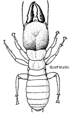 Zootermopsis angustucolus soldier