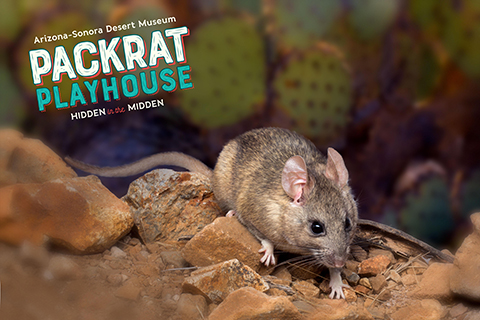Packrat outside its house