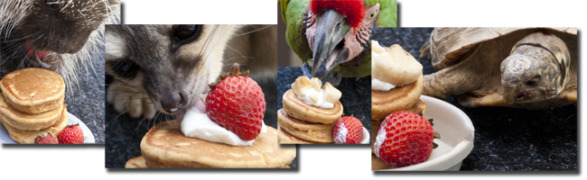 A porcupine, ringtail, military macaw and box turtle enjoying strawberries and pancakes