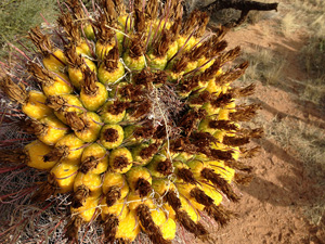 Close up of the characteristic fruit of the fishhook barrel cactus