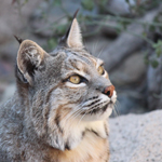 Bobcat
