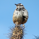 Cactus Wren