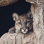 Mountain Lion