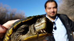 Sonoyta mud turtle