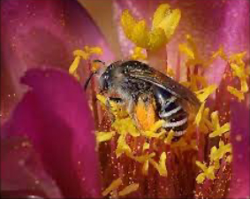Close up of a bee covered in pollen inside a reddish purple flower