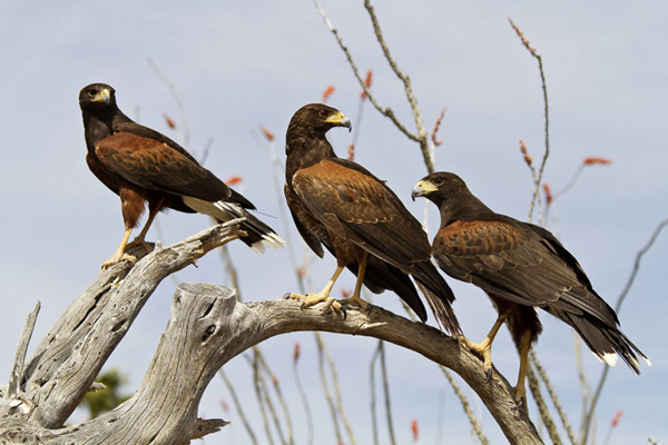 Group Of Hawks 23