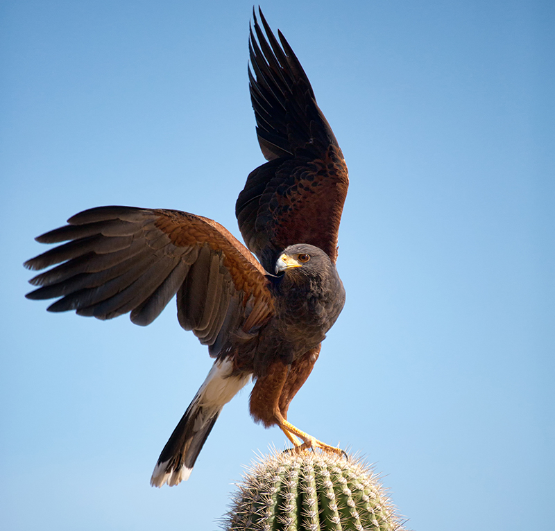 Harris's Hawk perched on top of a saguaro