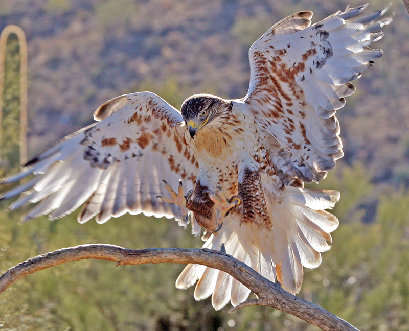 Ferruginous Hawk coming in to land on a dead branch