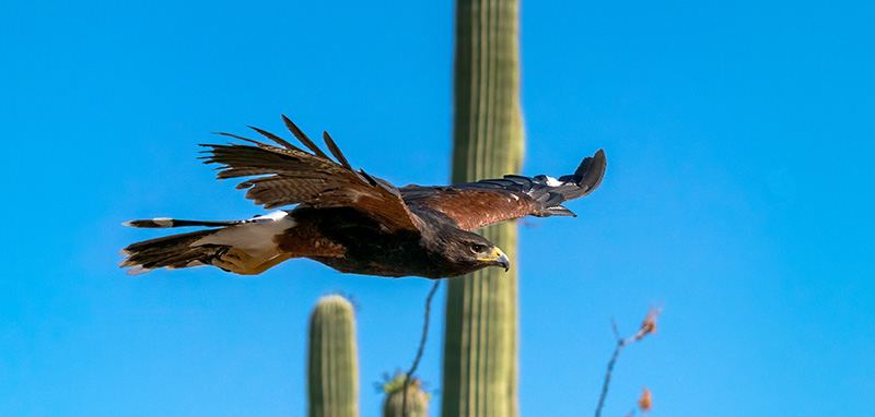Harris's Hawk flying in front of a saguaro