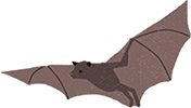 Bat