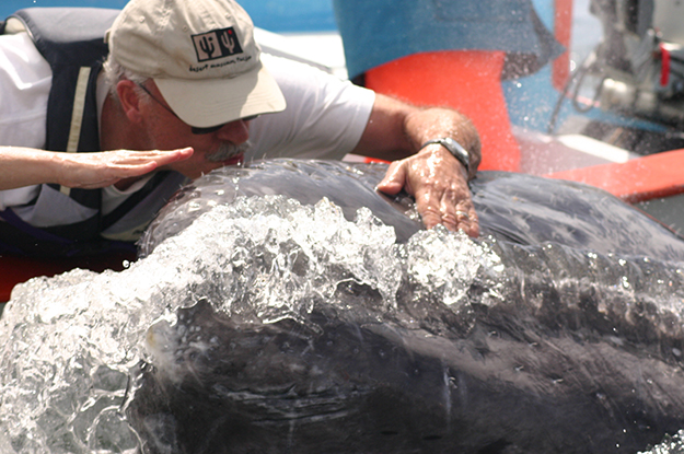 Dr William Shaw kissing a whale