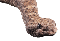 El Muserto Island Speckled