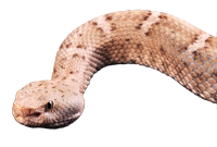 New Mexico Ridge-nosed