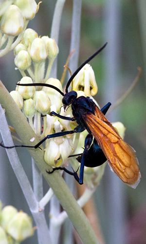 Taratula Hawk