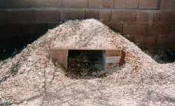 tortoise burrow example