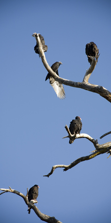 Unusual Facts About 5 Best Birds of Prey with Images