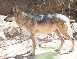 Arizona-Sonora Desert Museum - Sunbathing desert doggo style! 😎 Coyotes  roam large distances all across North America, from the plains and deserts  to the forests and mountains, and increasingly within the urban