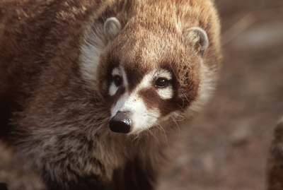 Curious Coati face