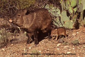 Javelina photo by Paul Berquist