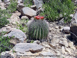 Fishook Barrel Cactus Fact Sheet