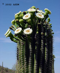 Cactus in Bloom