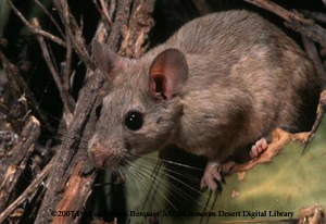 Photo of a Woodrat