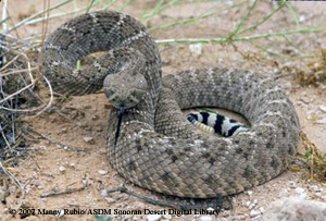 western diamondback rattlesnake