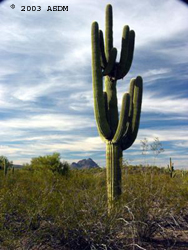 Saguaro or Sahuaro (Carnegiea gigantea) shaped like a man. Typical columnar  cactus from the Sonoran Desert, Mexico. monotípicoc is a species of greater  size among the cacti . KEY WORDS: surreal, alien