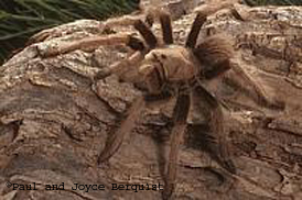 Tarantula Sheet