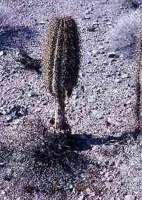 Photo of a saguaro whose lower portion has been consumed