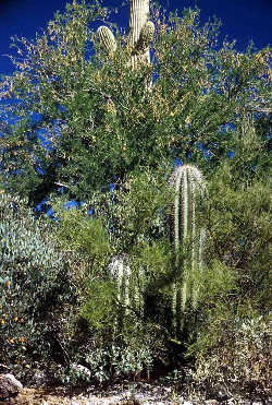Photo of Ironwood tree and saguaro growing together