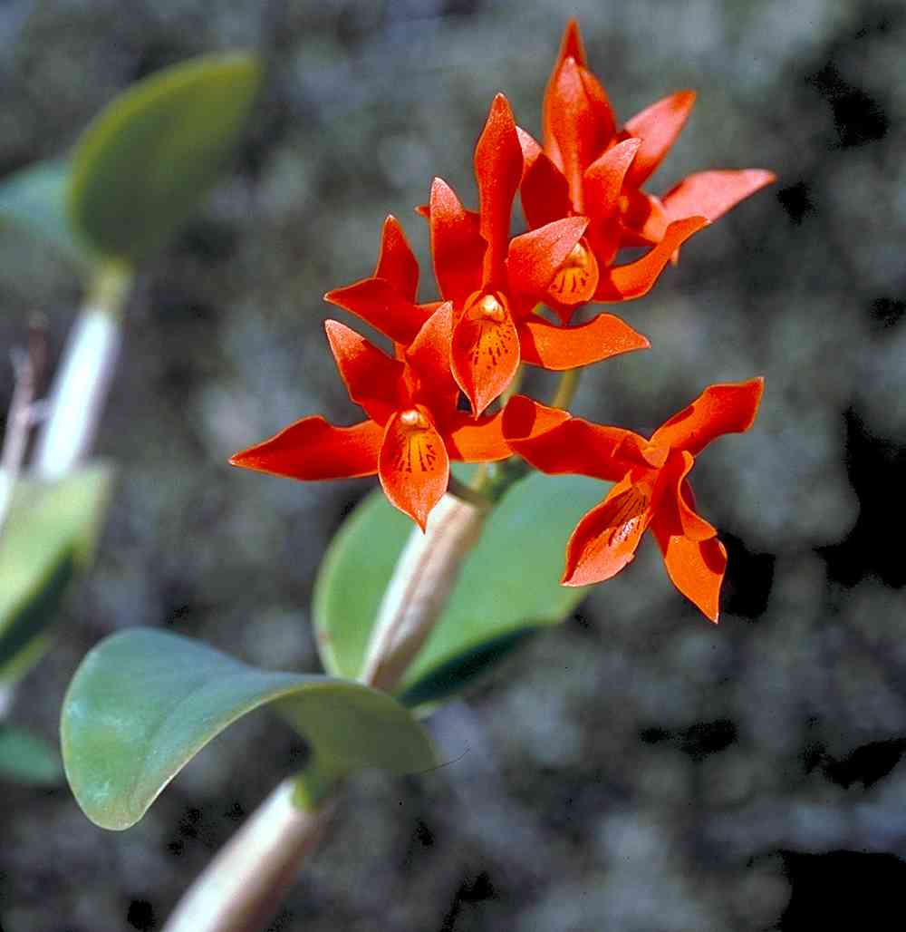 Alamos Orchids; Guarianthe aurantiaca