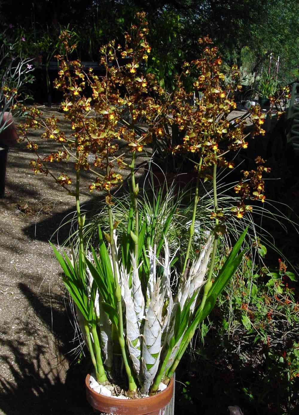 Alamos Orchids; Crytopodium punctatum (cowhorn orchid)