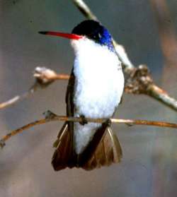 Humminbird perched on branch