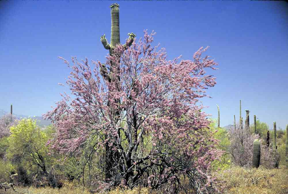 Desert Plants | Desert Ironwood