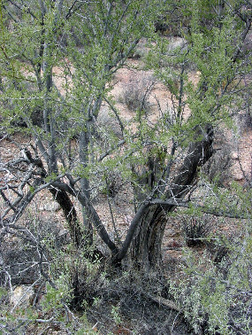 Photo of dead and crown-sprouted Ironwood tree
