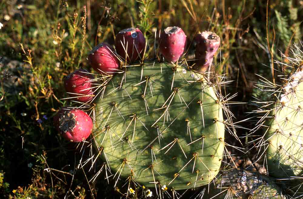 1 Cutting Opuntia robusta guerrana Giant Dinner Wheel Cactus Silver Tuna Rodajon