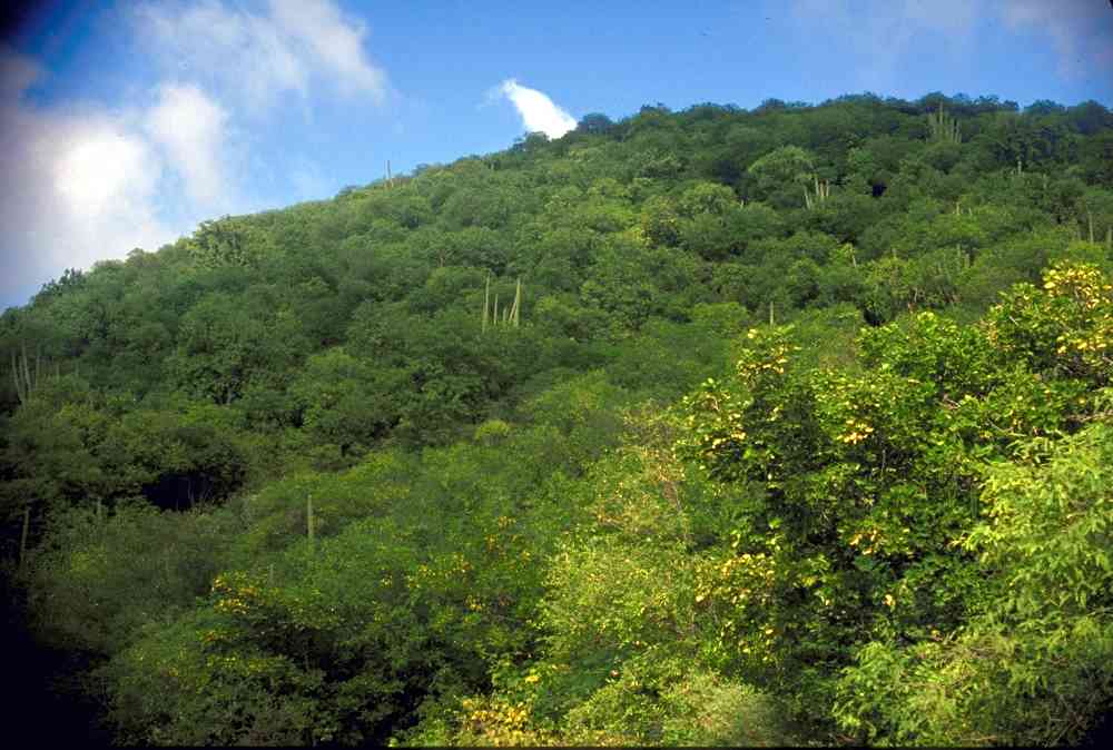 where are tropical deciduous forests found in india