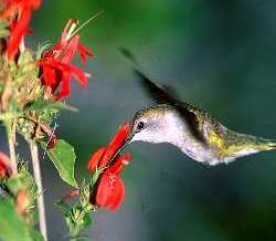 Hummingbird drinking at flower