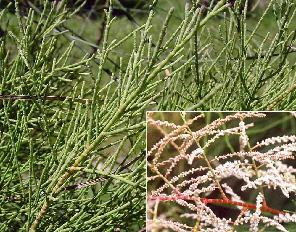 Webcam girl tight fist