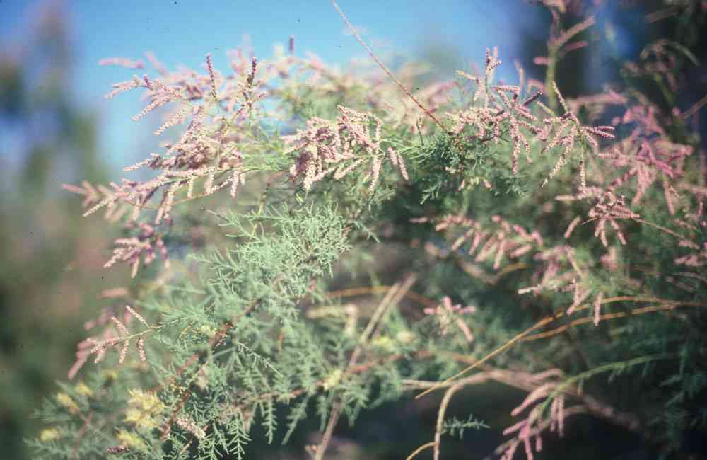 asian salt cedar invasive Asian salt cedar invasive